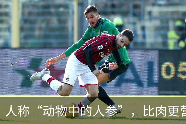 人称“动物中的人参”，比肉更营养，6块钱一斤，好吃实惠别错过